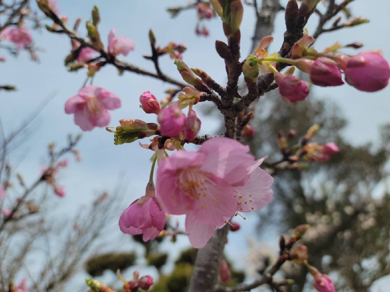 2022.3庭の桜